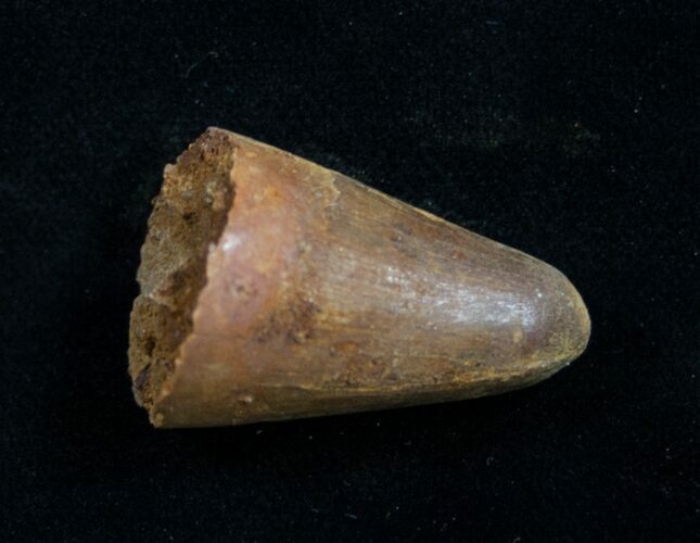 Large Cretaceous Fossil Crocodile Tooth - Morocco #10046